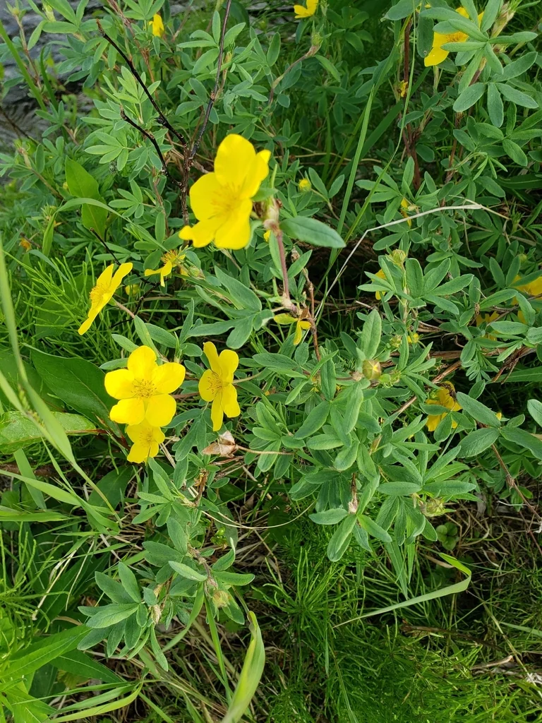Potentilla fruticosa