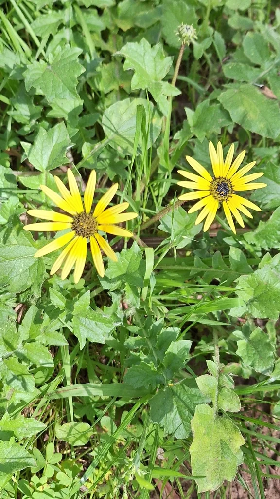 Arctotheca Calendula