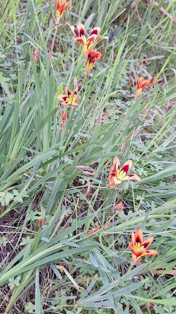 Sparaxis Tricolor
