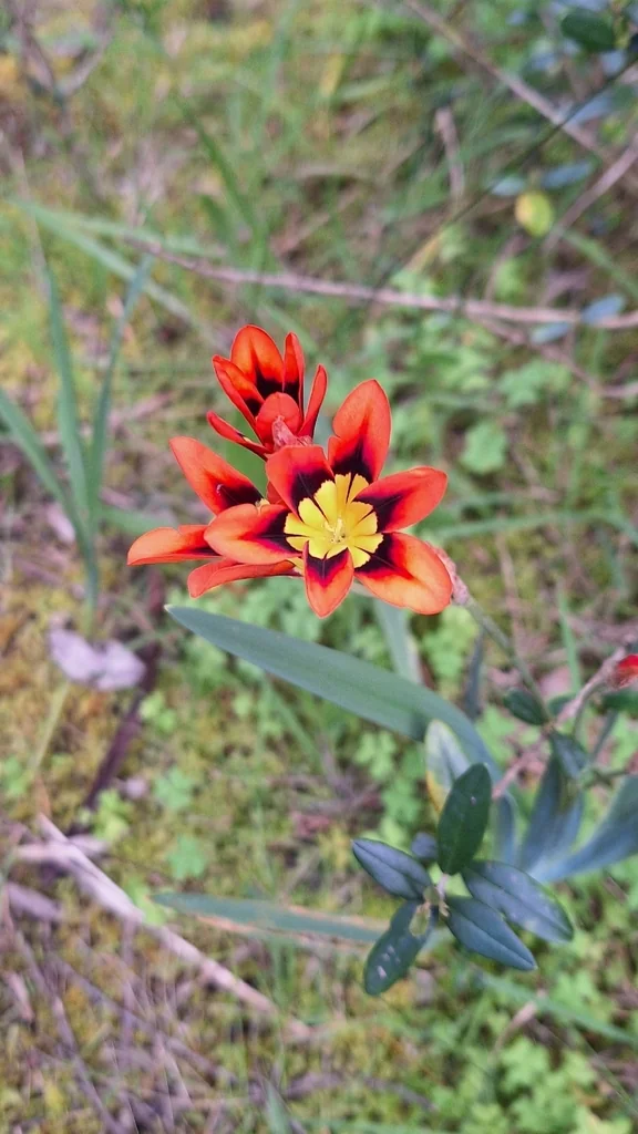 Sparaxis Tricolor