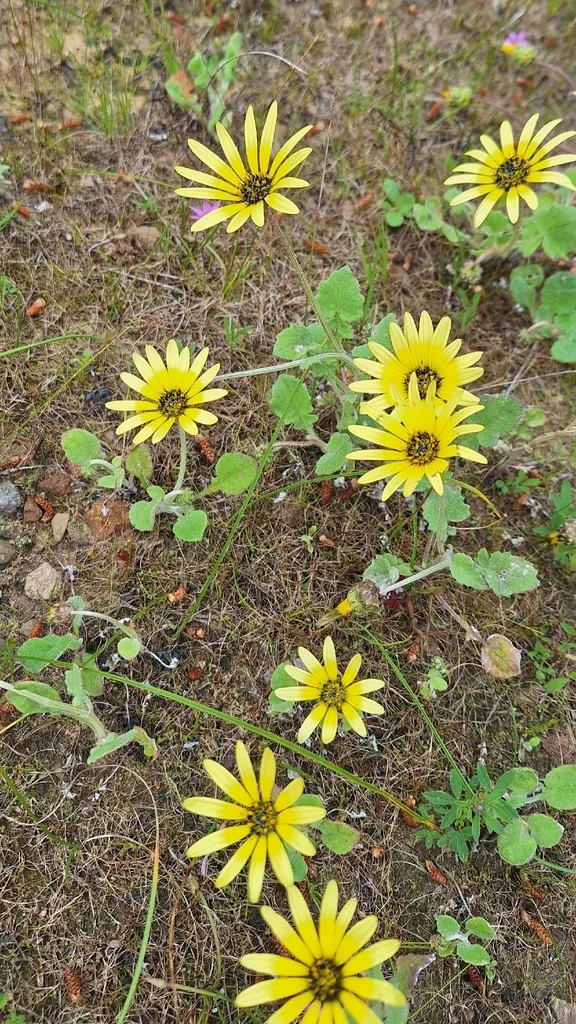 Arctotheca Calendula