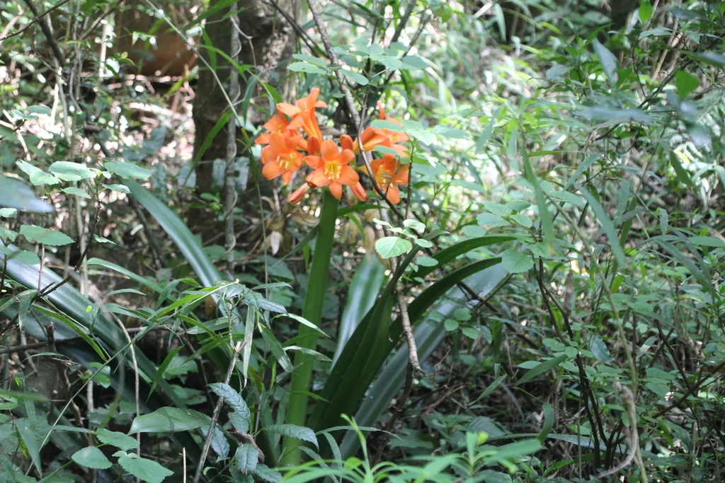 Clivia Miniata
