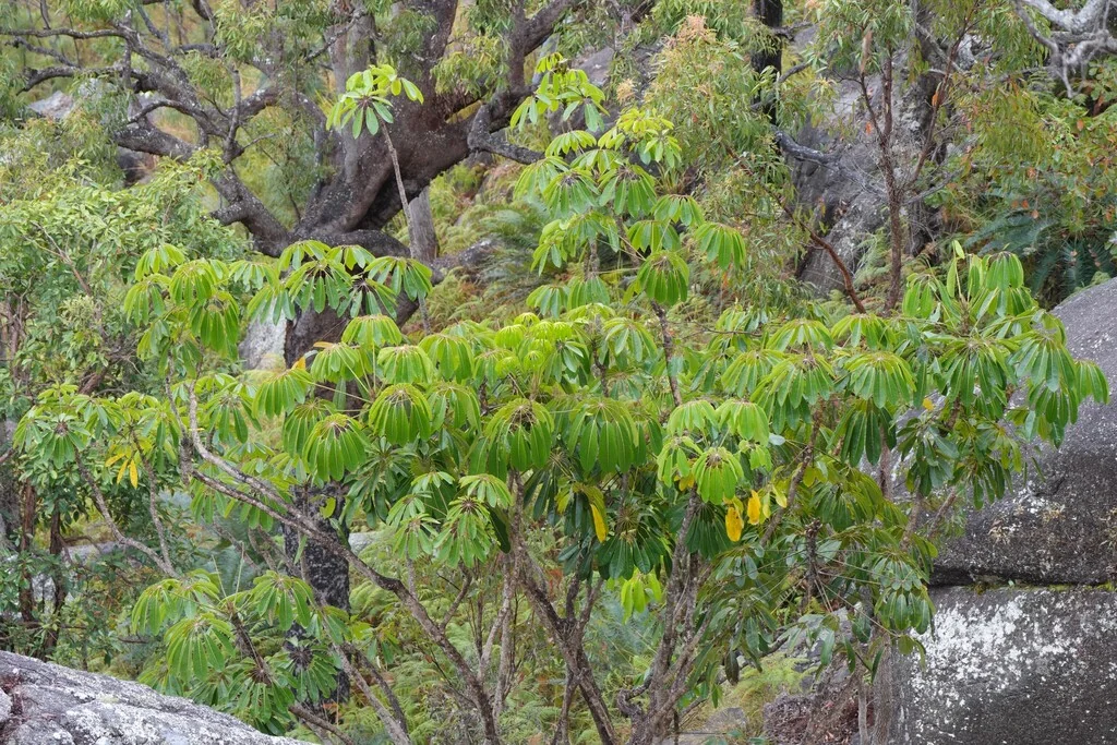 Schefflera Actinophylla