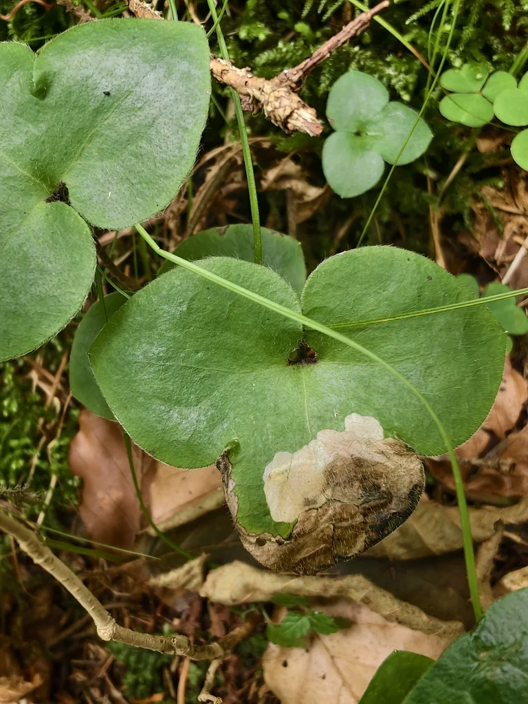 Hepatica Nobilis