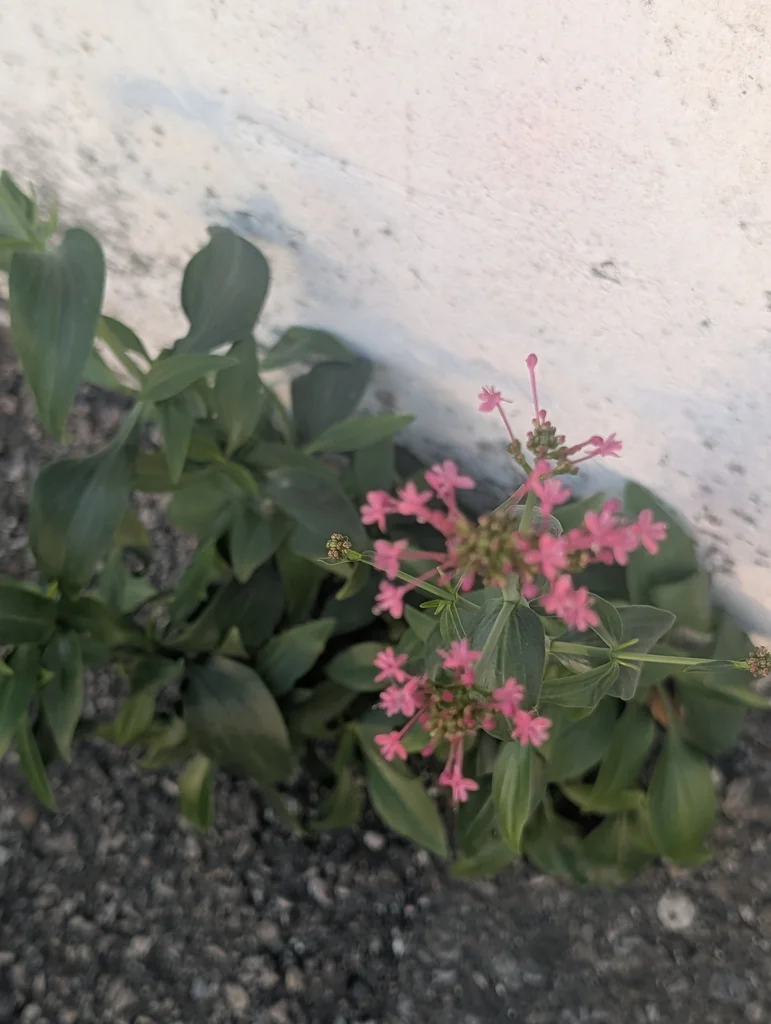 Centranthus Ruber