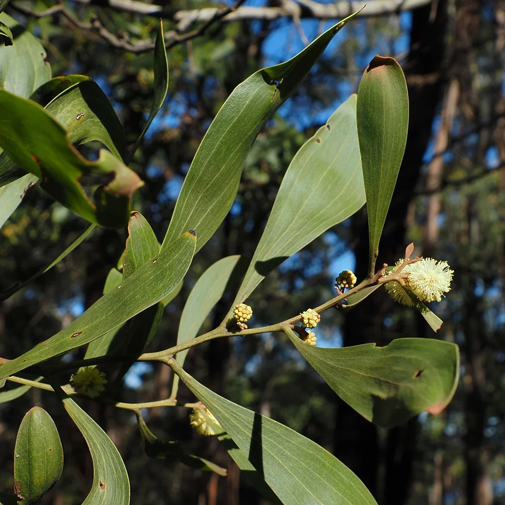 Acacia Melanoxylon