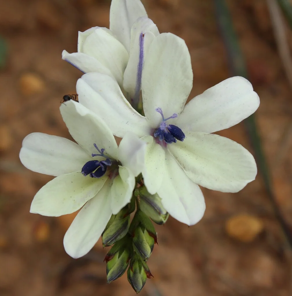 Babiana Stricta