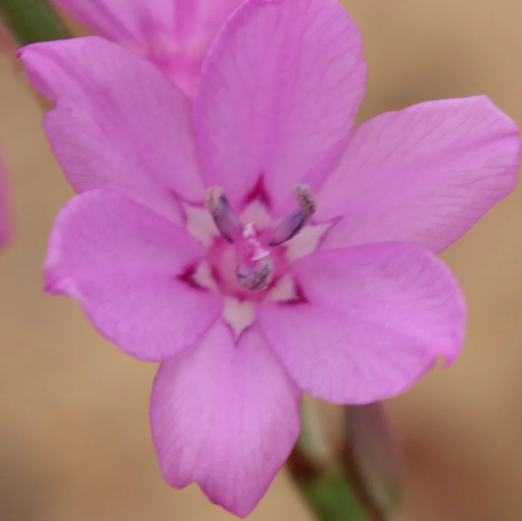 Watsonia Marginata