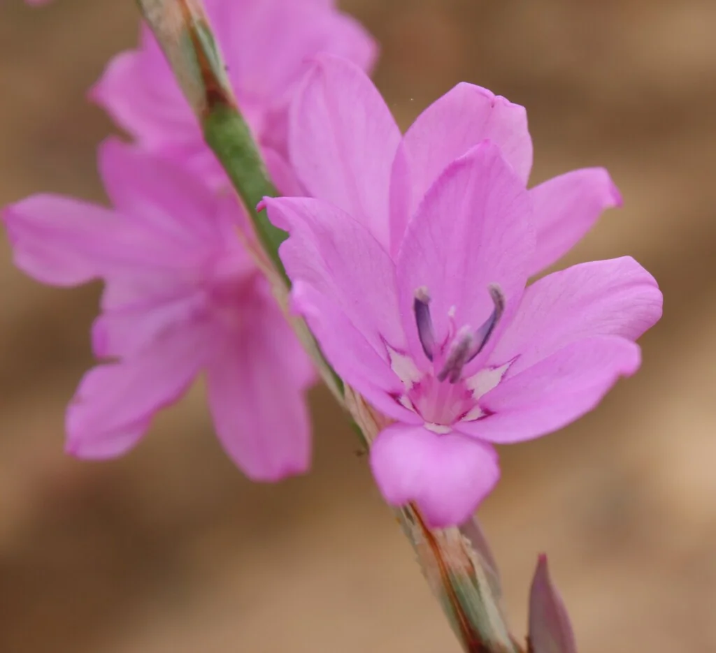 Watsonia Marginata