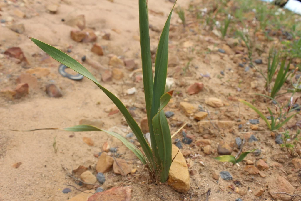 Watsonia Marginata