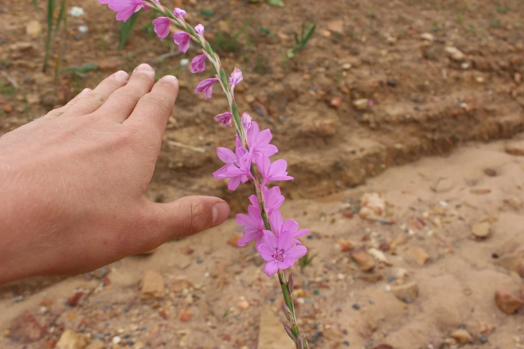 Watsonia Marginata
