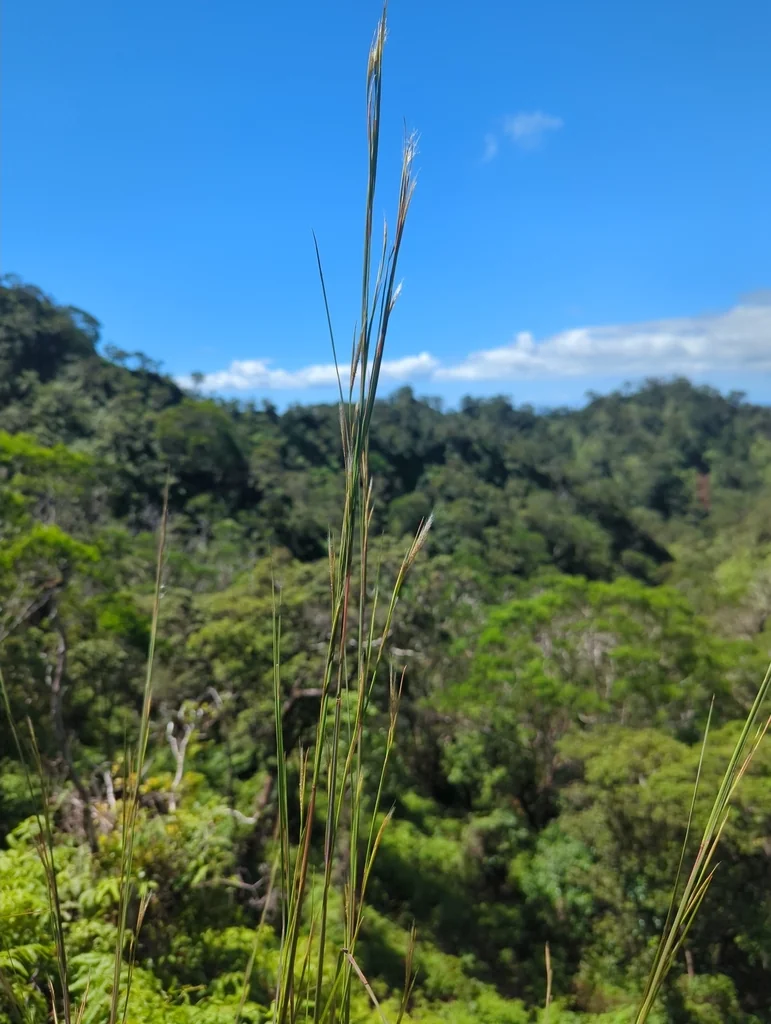 Andropogon Virginicus