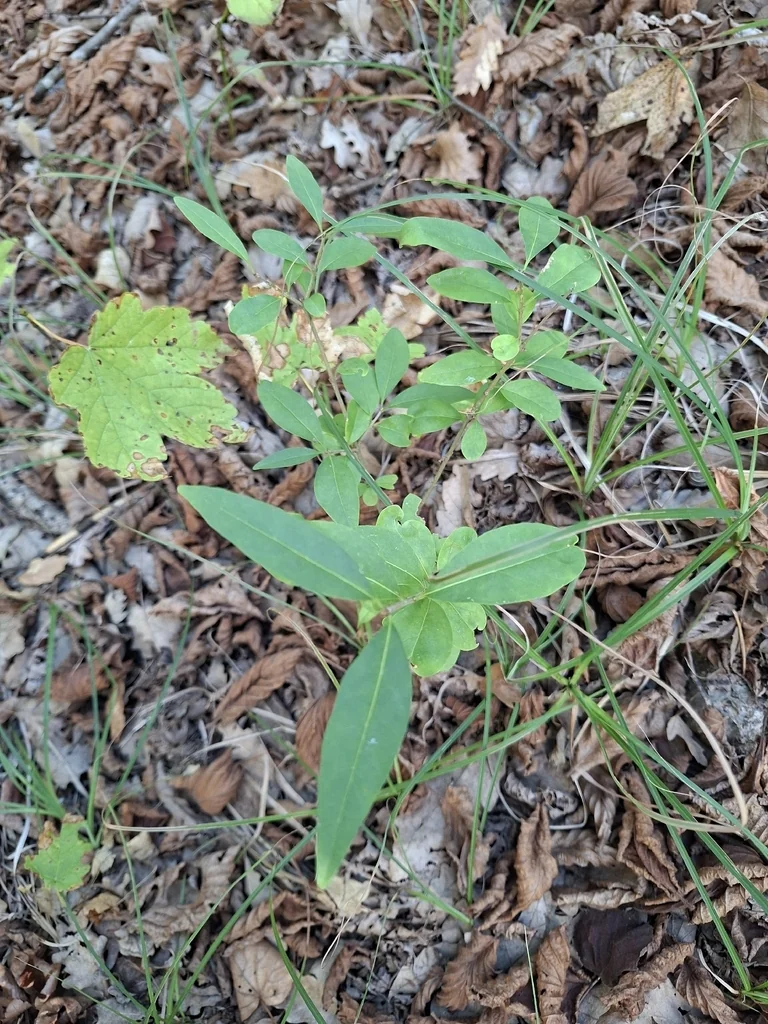 Ligustrum Vulgare