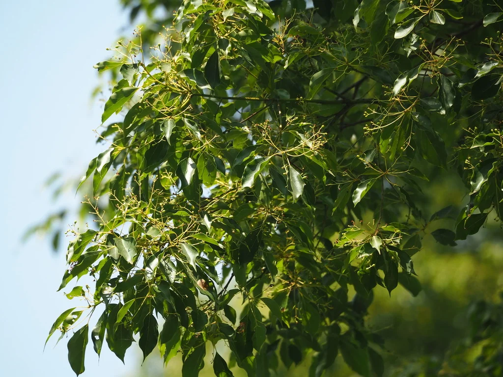 Cinnamomum Camphora