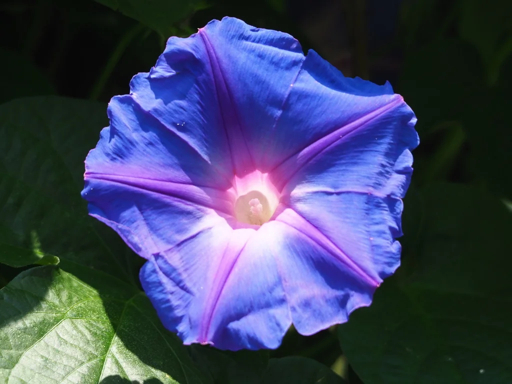Ipomoea Indica