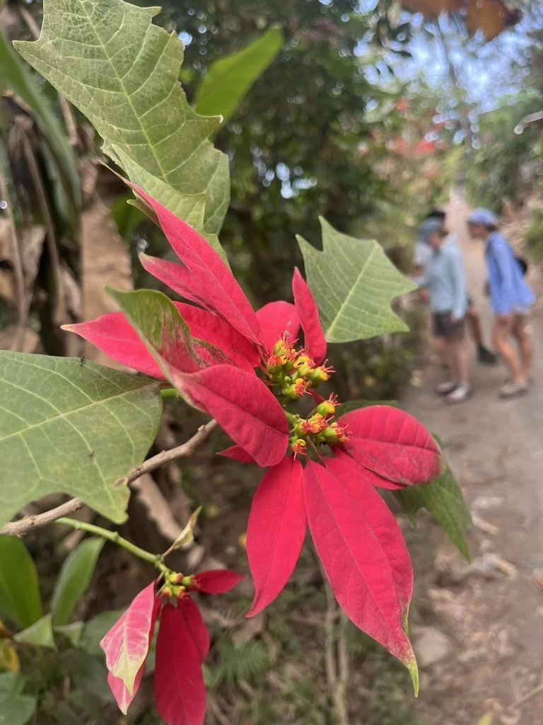 Euphorbia Pulcherrima