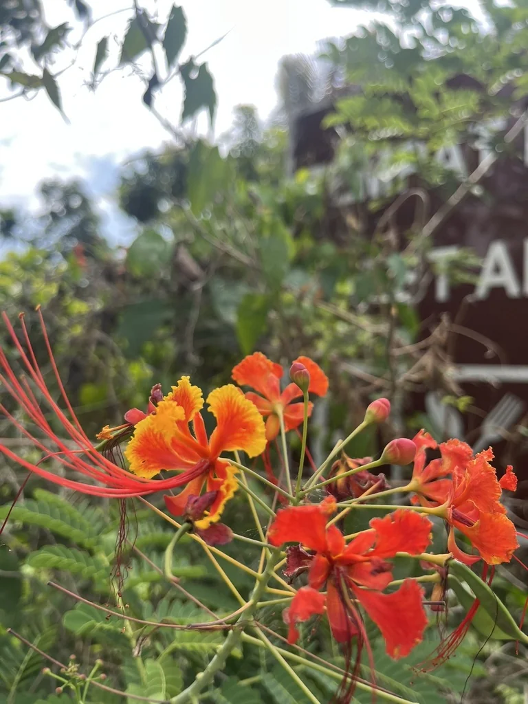 Caesalpinia Pulcherrima