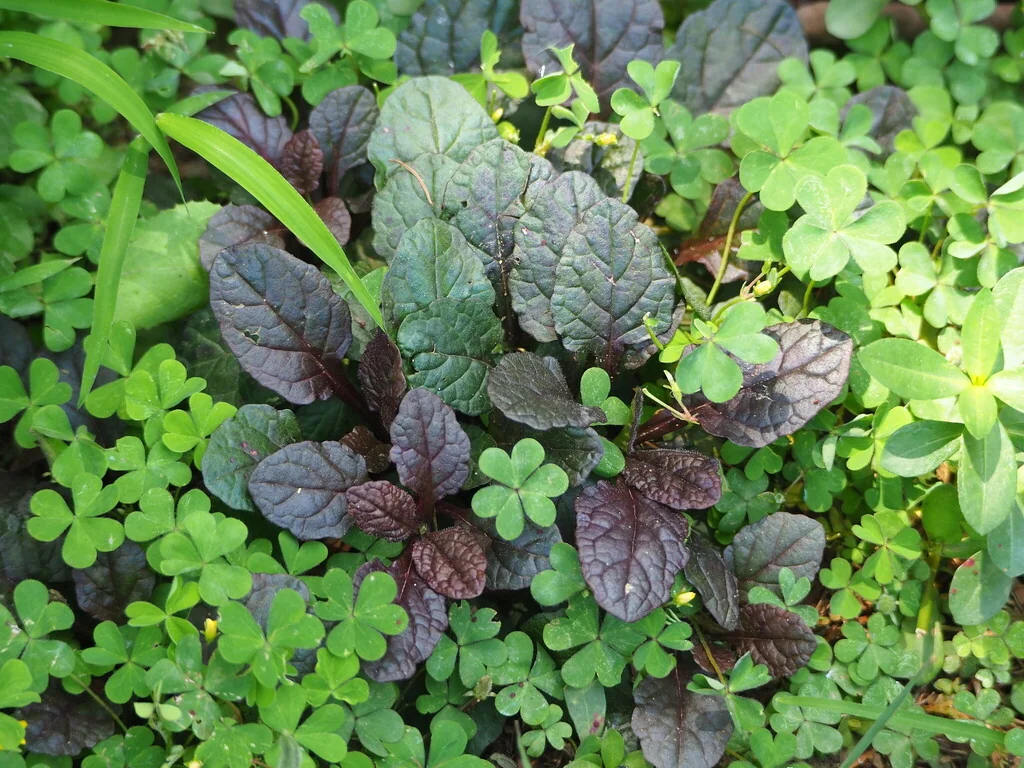 Ajuga Reptans