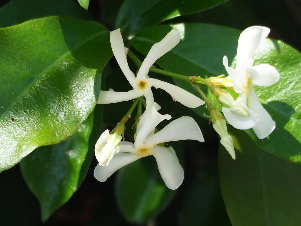 Trachelospermum Jasminoides
