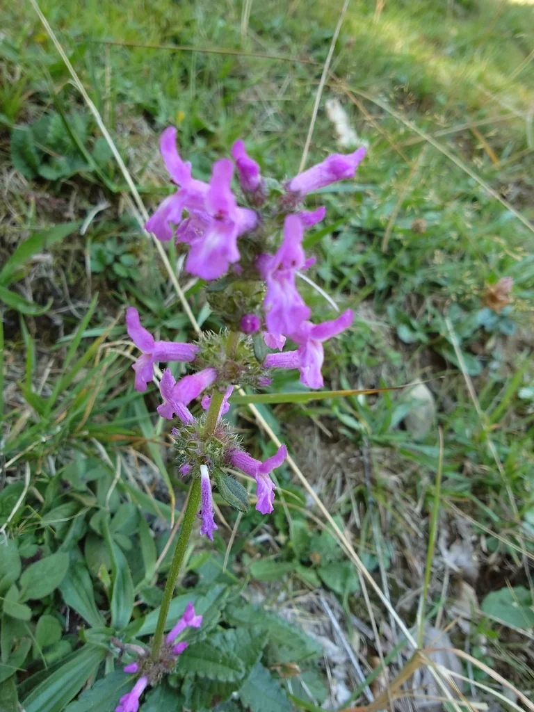 Stachys Officinalis