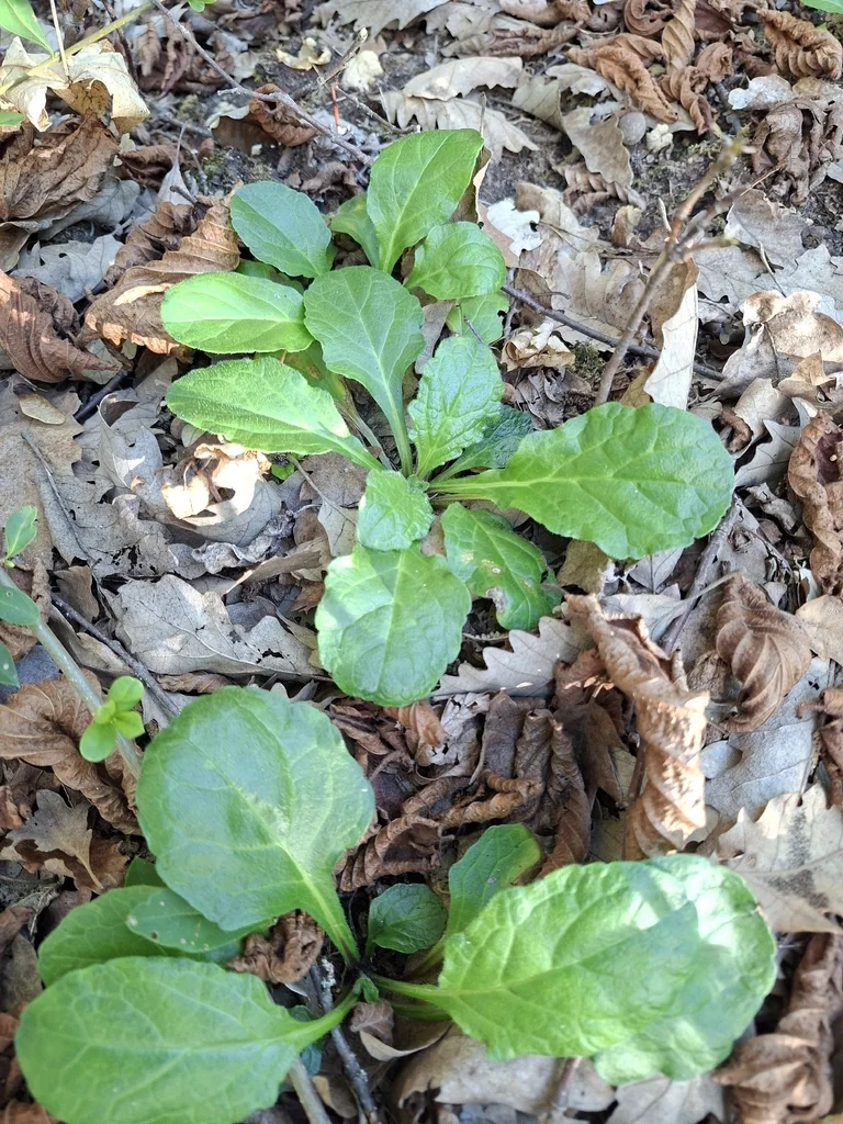 Ajuga Reptans