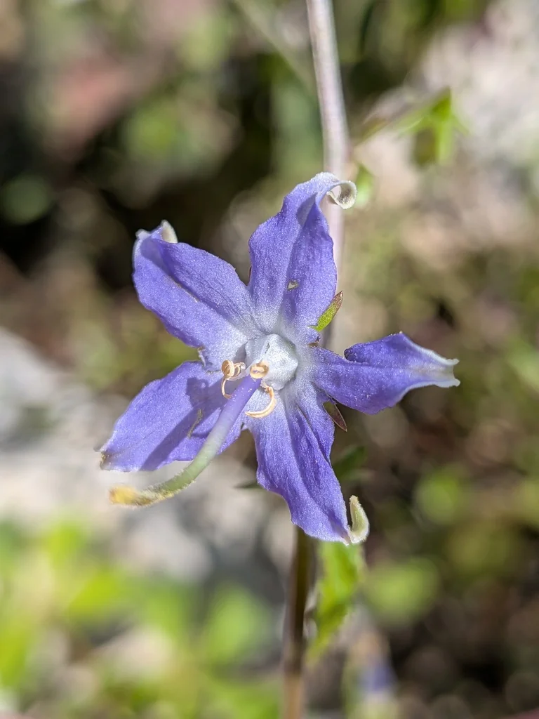 Campanula Americana