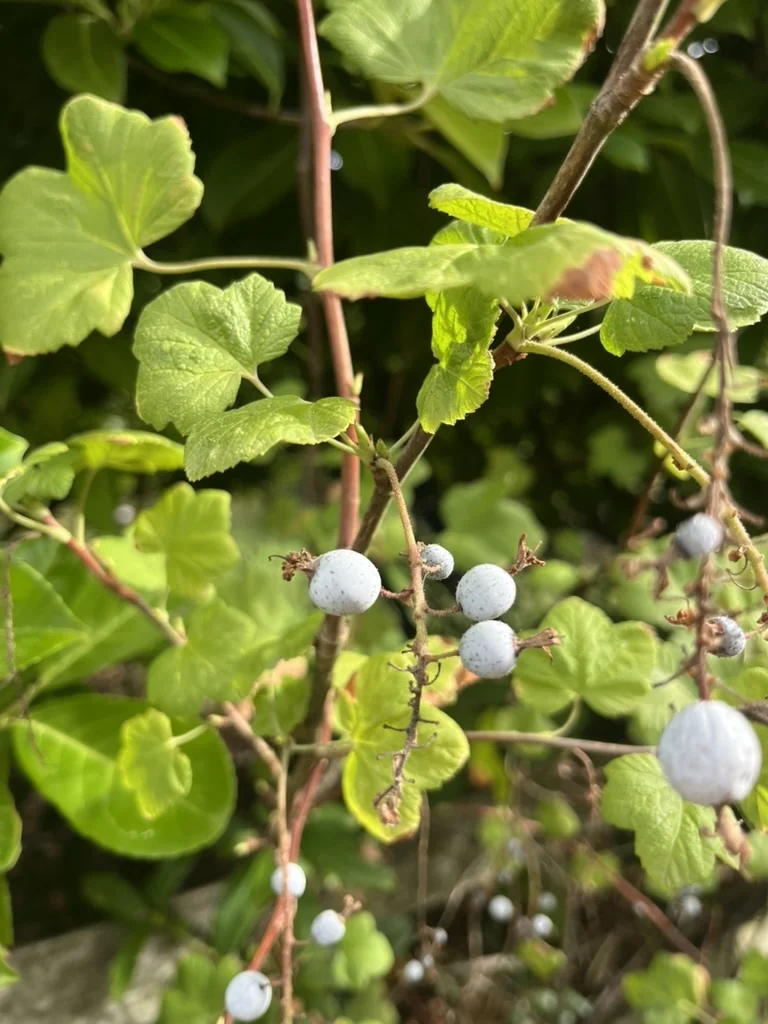 Ribes Sanguineum