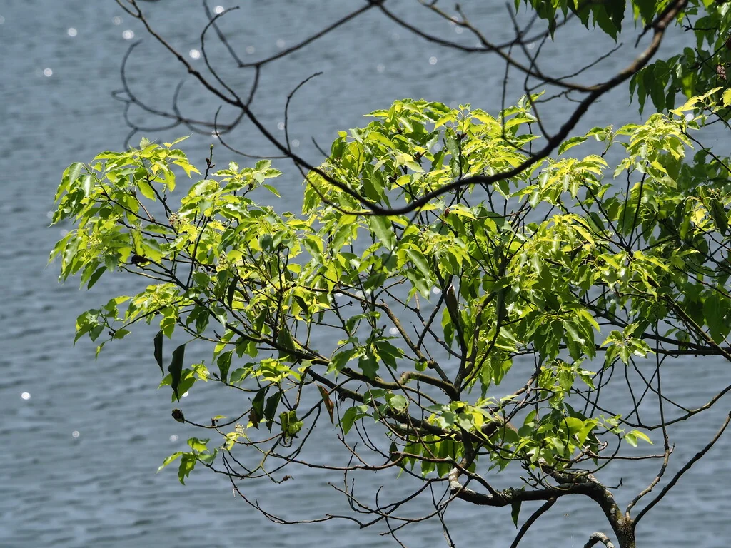Cinnamomum Camphora
