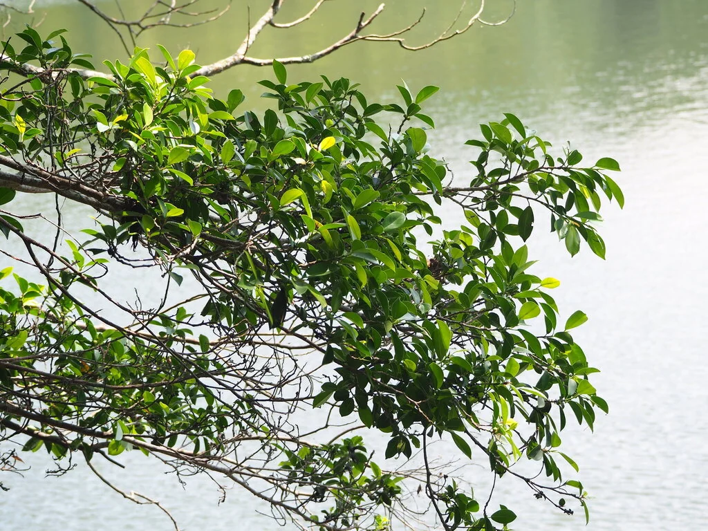 Ficus microcarpa