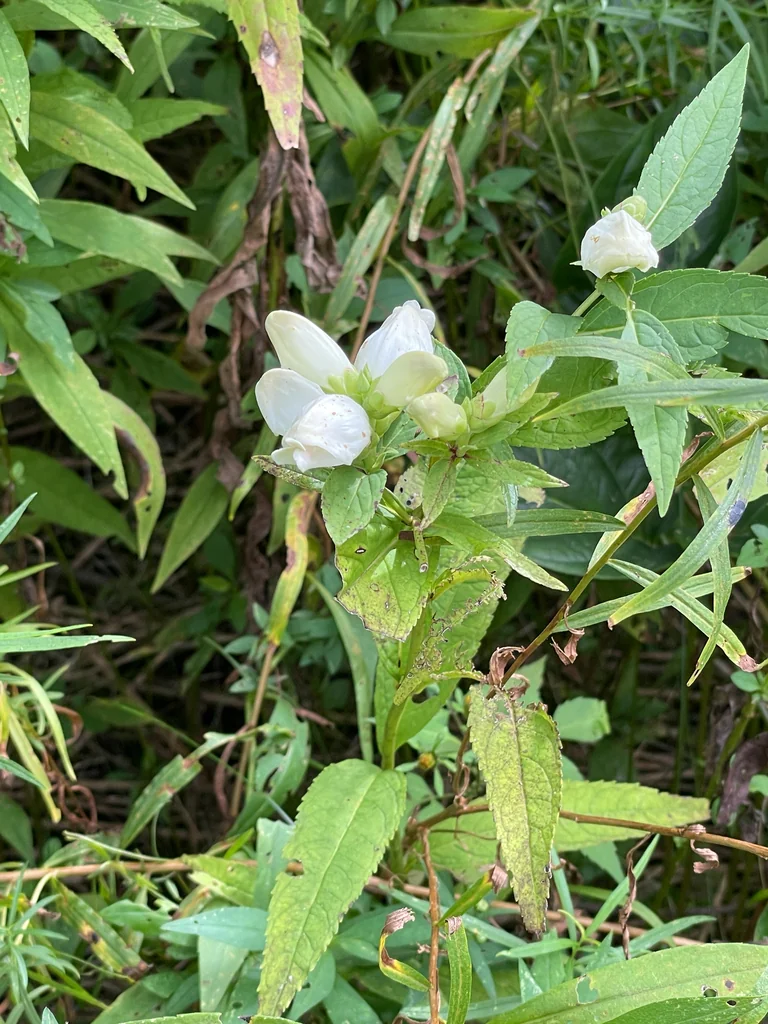 Chelone Glabra