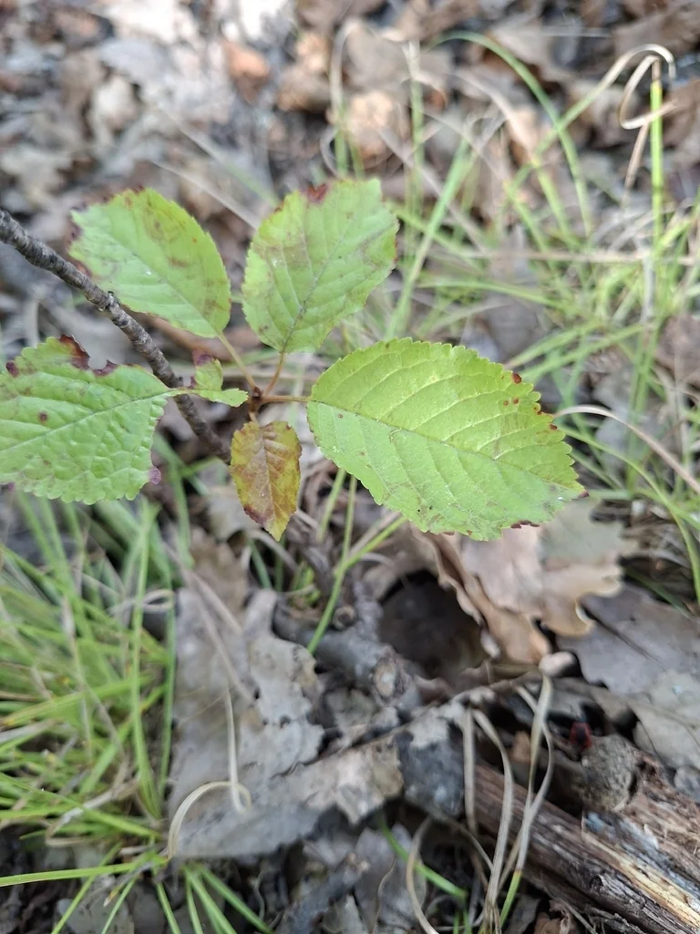 Prunus Avium