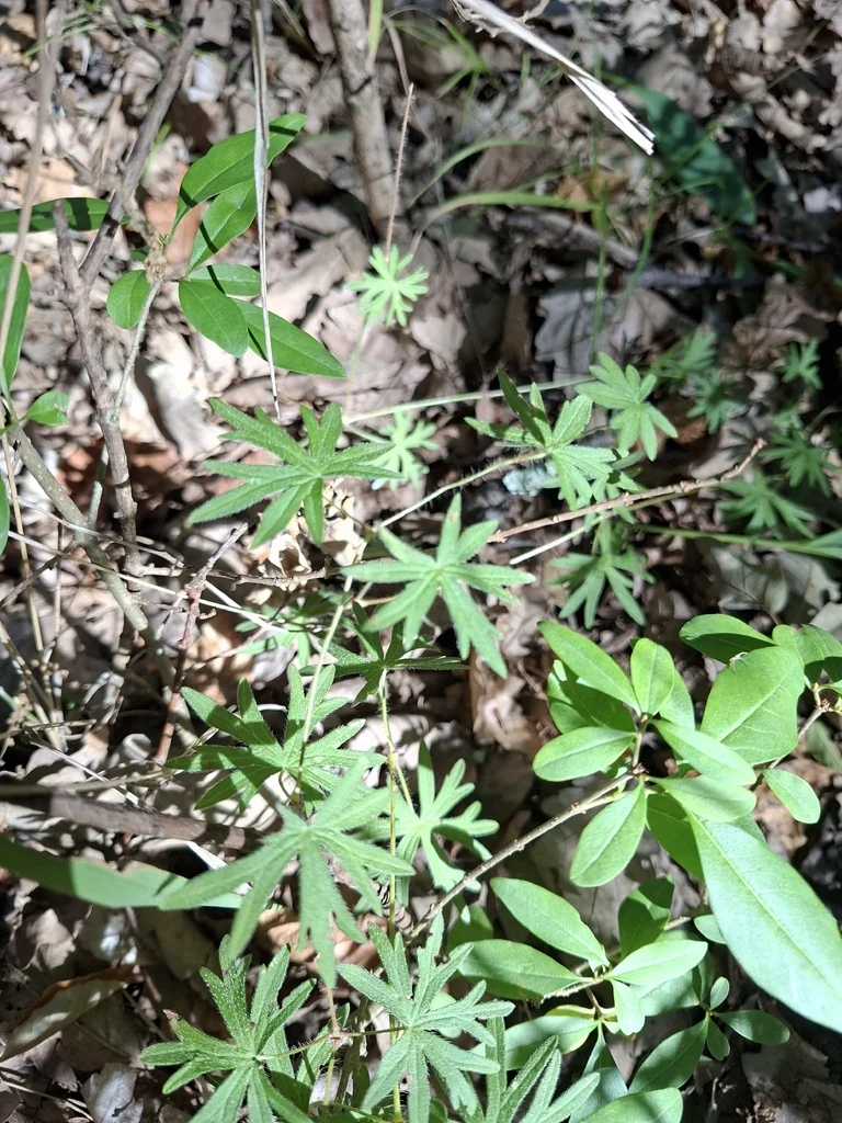 Geranium Sanguineum