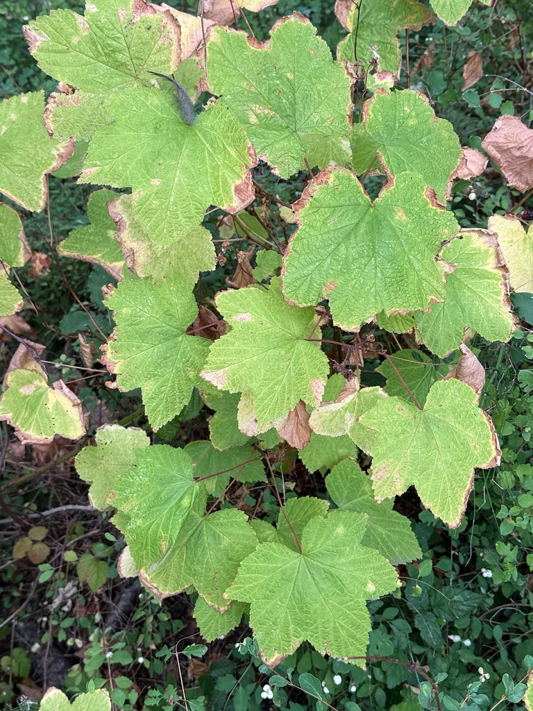 Rubus Parviflorus