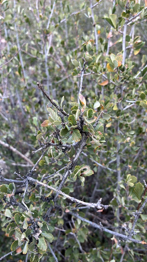 Cercocarpus Montanus