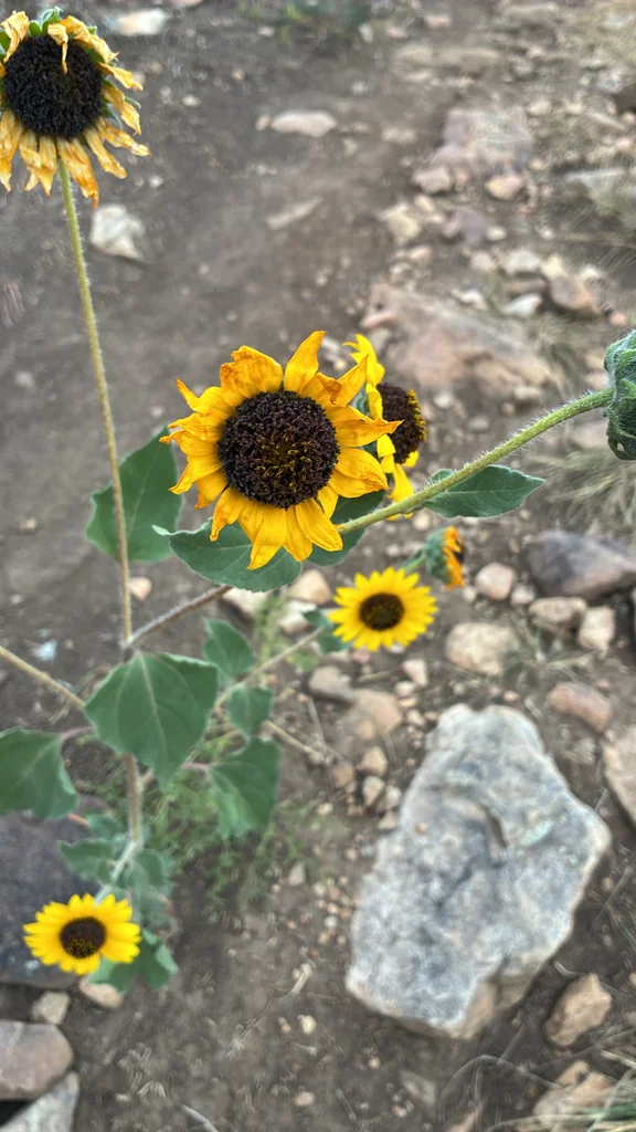 Helianthus Annuus