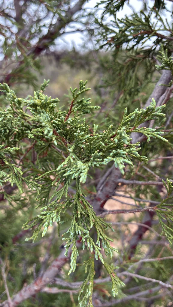 Juniperus Scopulorum
