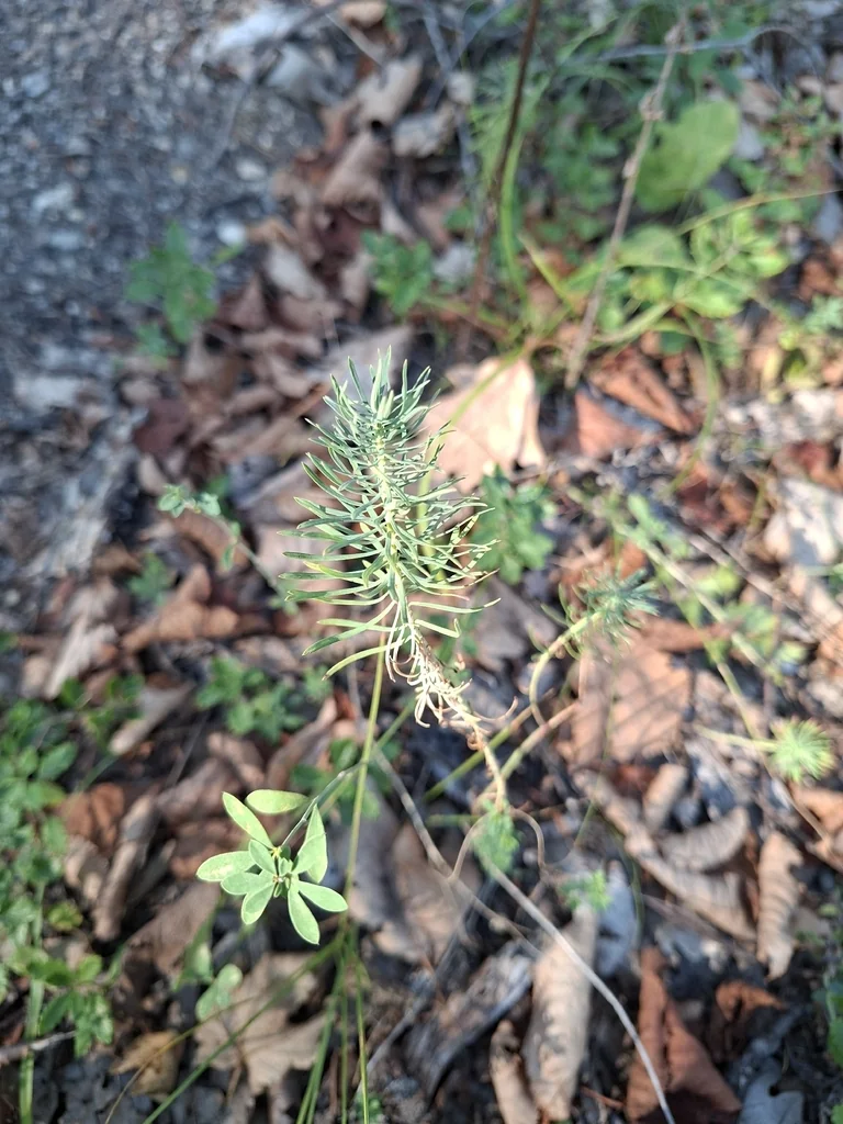 Euphorbia Cyparissias