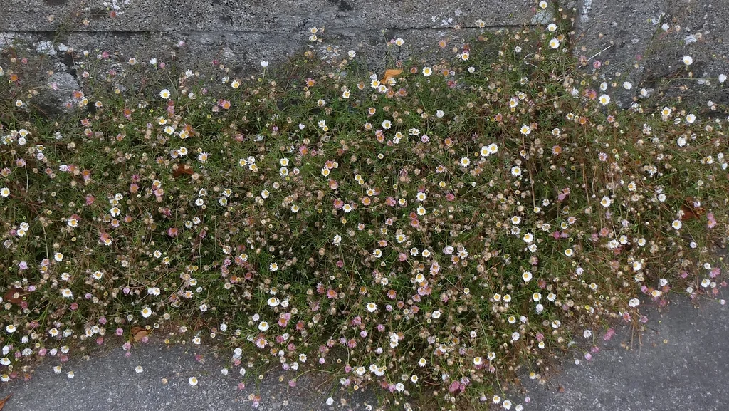 Erigeron Karvinskianus