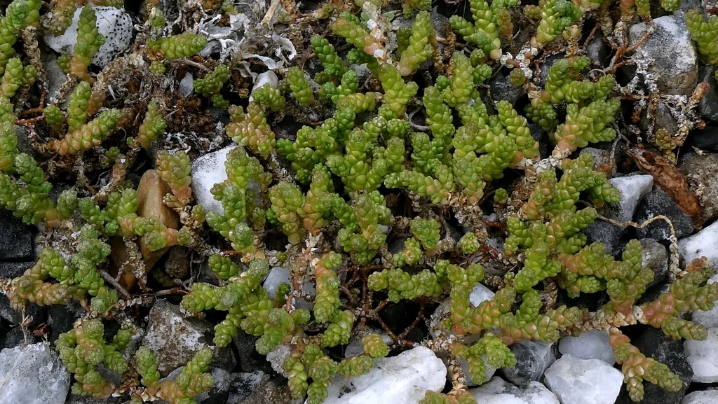 Sedum Acre
