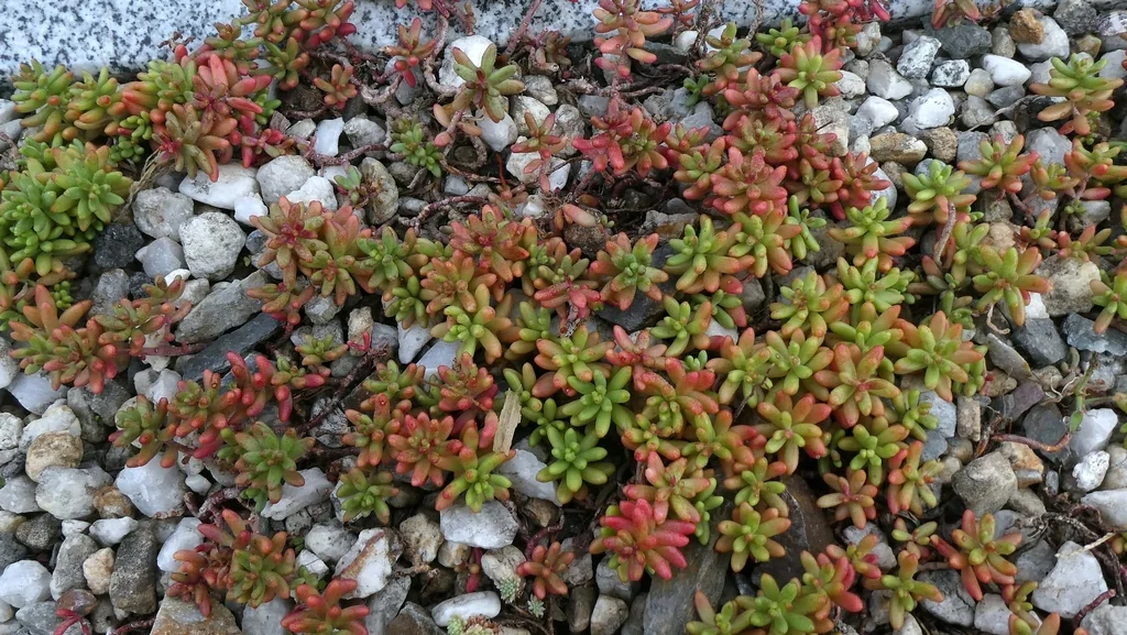 Sedum Album