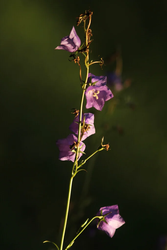Campanula Persicifolia