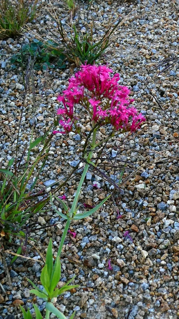 Centranthus Ruber