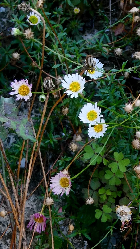 Erigeron Karvinskianus