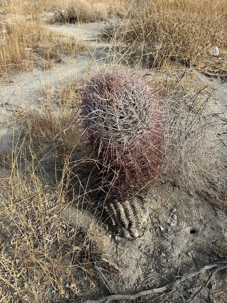 Ferocactus Cylindraceus