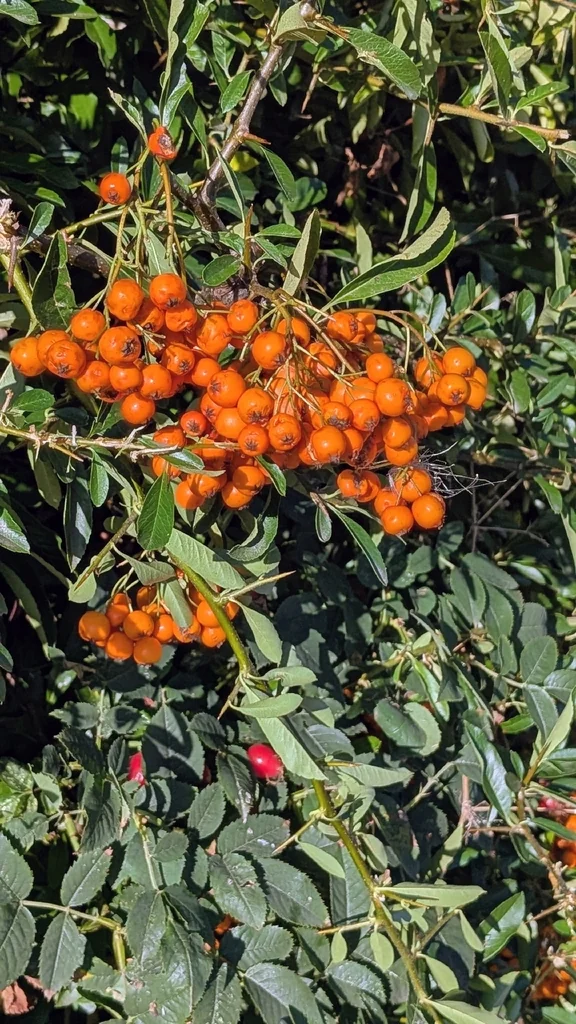 Pyracantha Coccinea