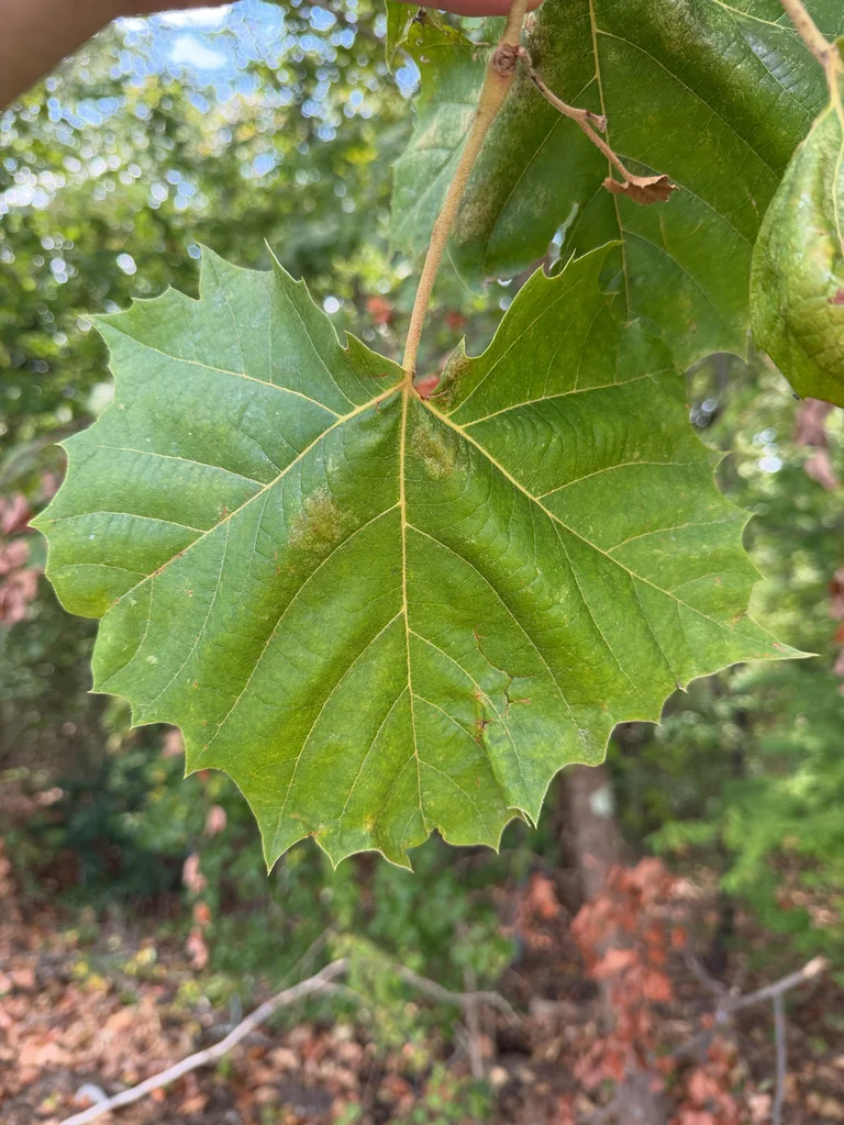 Platanus Occidentalis