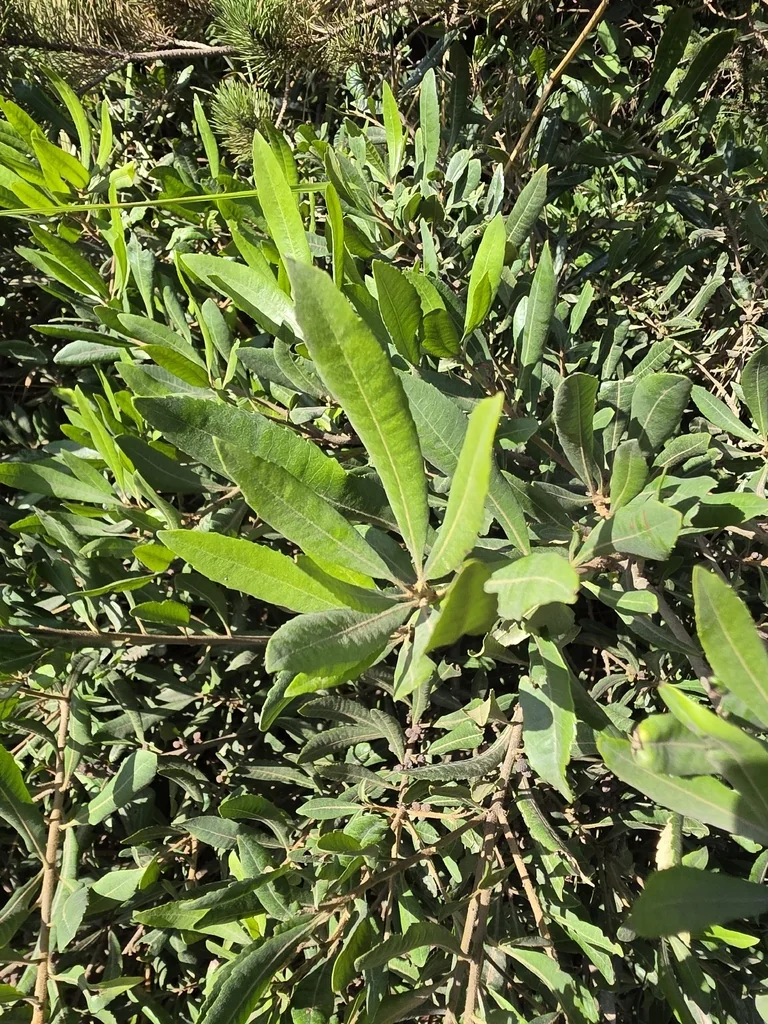 Myrica Californica