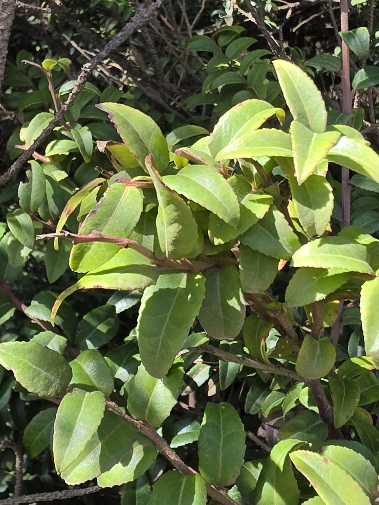 Vaccinium Ovatum
