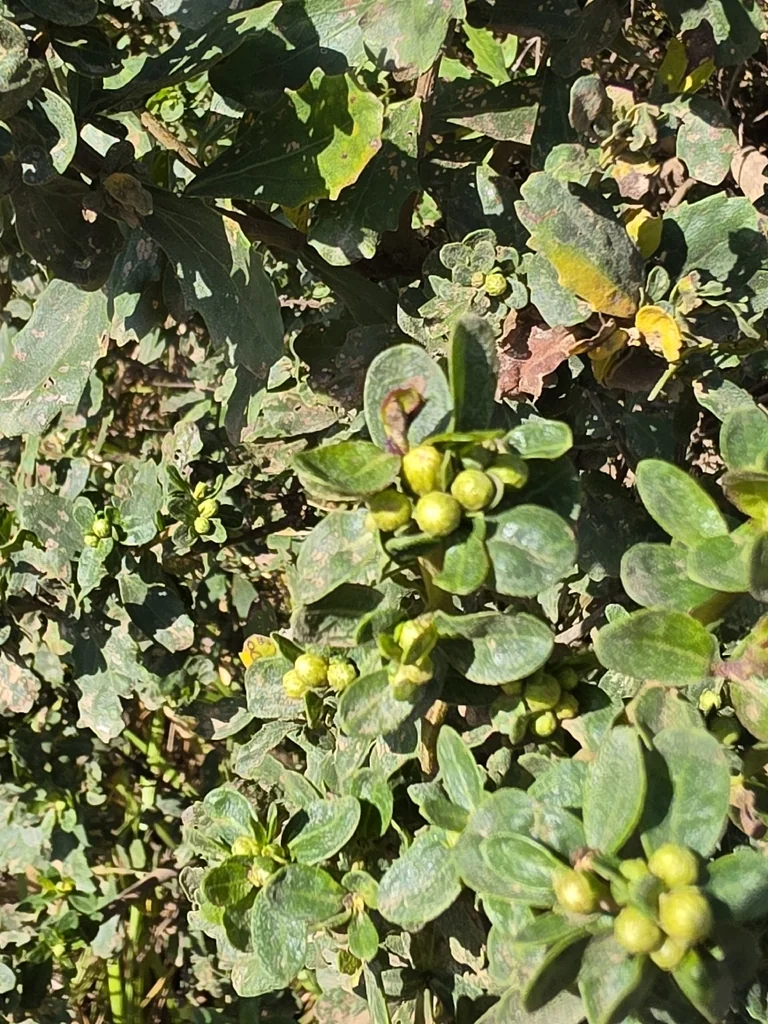 Baccharis Pilularis
