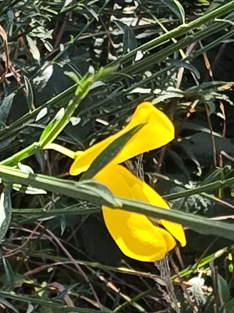 Cytisus Scoparius